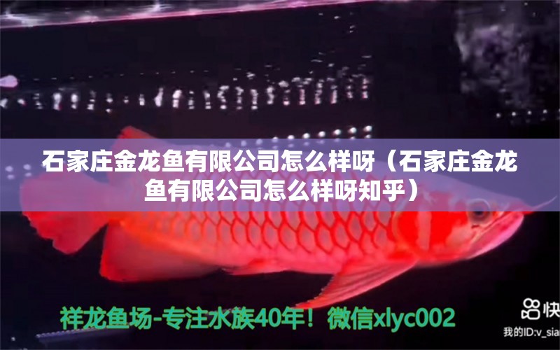 石家莊金龍魚有限公司怎么樣呀（石家莊金龍魚有限公司怎么樣呀知乎）