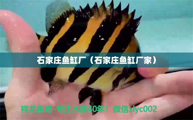 石家莊魚缸廠（石家莊魚缸廠家）