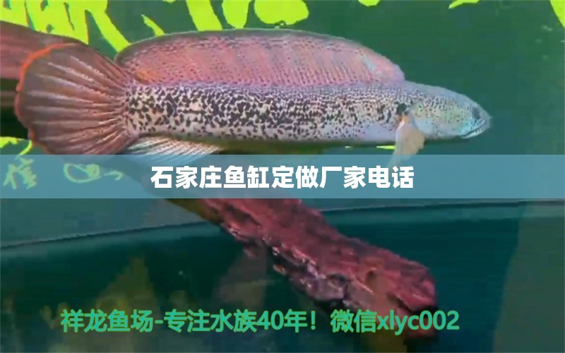 石家莊魚(yú)缸定做廠(chǎng)家電話(huà)