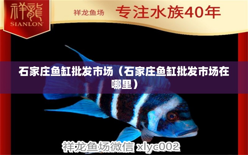 石家莊魚缸批發(fā)市場（石家莊魚缸批發(fā)市場在哪里） 觀賞魚水族批發(fā)市場