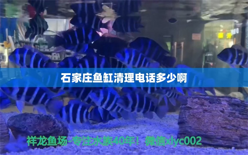 石家莊魚缸清理電話多少啊 祥龍魚場(chǎng)