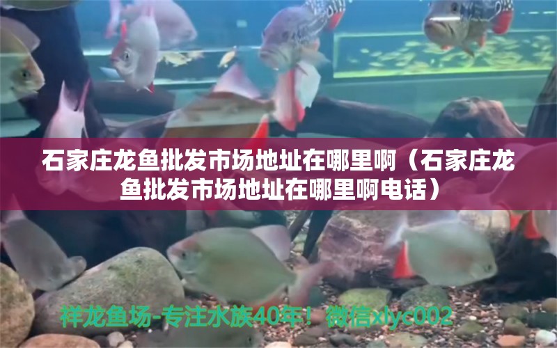 石家莊龍魚批發(fā)市場地址在哪里?。ㄊ仪f龍魚批發(fā)市場地址在哪里啊電話）