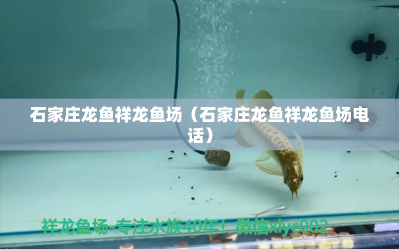 石家莊龍魚祥龍魚場（石家莊龍魚祥龍魚場電話）