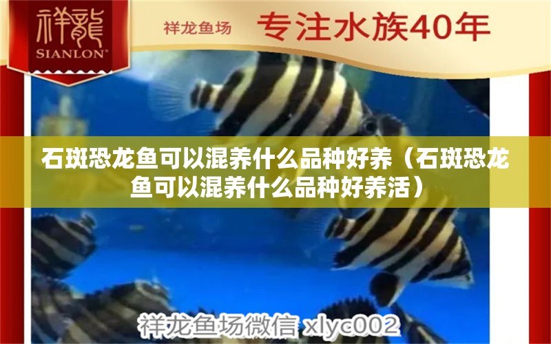 石斑恐龍魚可以混養(yǎng)什么品種好養(yǎng)（石斑恐龍魚可以混養(yǎng)什么品種好養(yǎng)活）