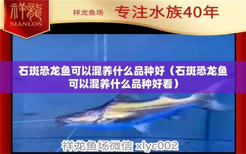 石斑恐龍魚可以混養(yǎng)什么品種好（石斑恐龍魚可以混養(yǎng)什么品種好看）