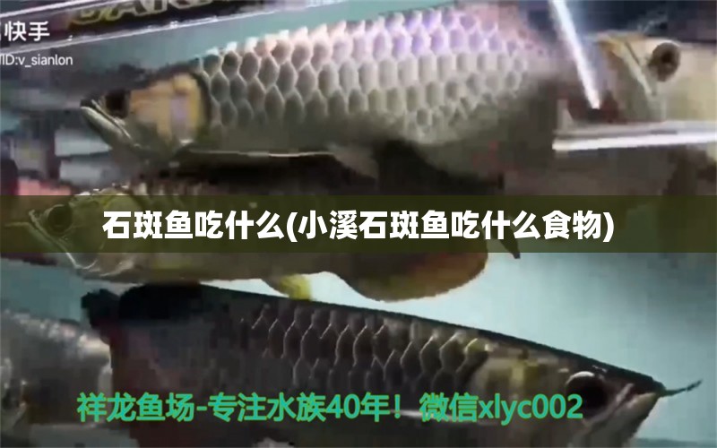 石斑魚吃什么(小溪石斑魚吃什么食物) 野彩魚