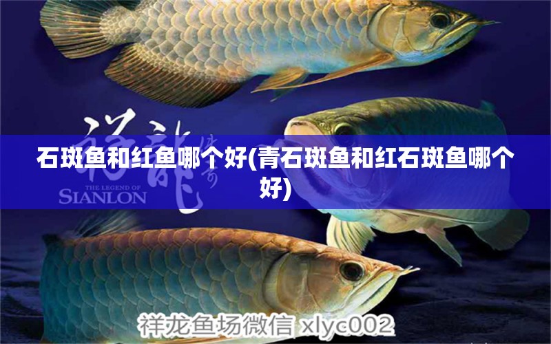 石斑魚和紅魚哪個(gè)好(青石斑魚和紅石斑魚哪個(gè)好) 飛鳳魚苗