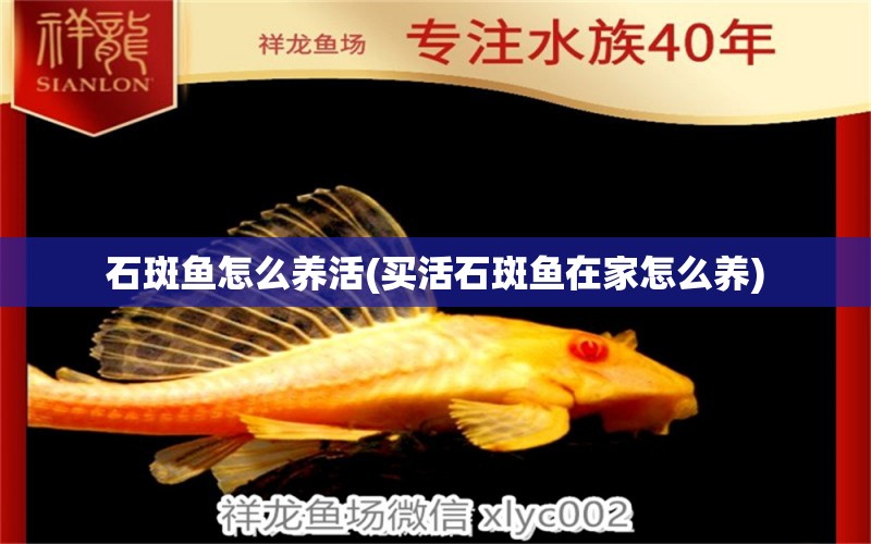 石斑魚怎么養(yǎng)活(買活石斑魚在家怎么養(yǎng)) 錦鯉魚