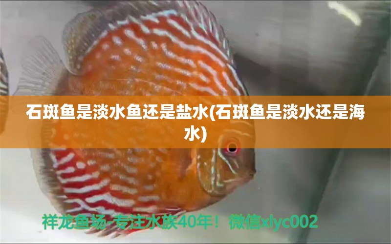 石斑魚是淡水魚還是鹽水(石斑魚是淡水還是海水) 帝王三間魚