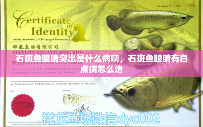 石斑魚(yú)眼睛突出是什么病啊，石斑魚(yú)眼睛有白點(diǎn)病怎么治