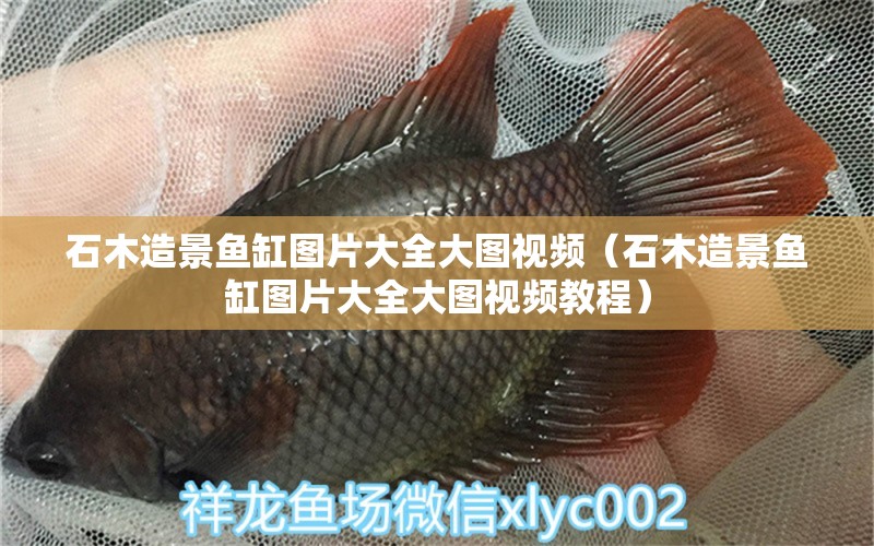 石木造景魚缸圖片大全大圖視頻（石木造景魚缸圖片大全大圖視頻教程） 其他品牌魚缸