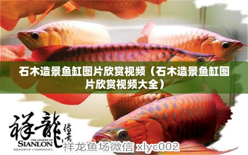 石木造景魚缸圖片欣賞視頻（石木造景魚缸圖片欣賞視頻大全）