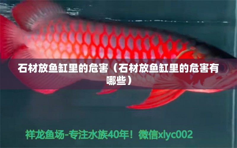 石材放魚缸里的危害（石材放魚缸里的危害有哪些）