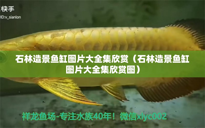 石林造景魚缸圖片大全集欣賞（石林造景魚缸圖片大全集欣賞圖）