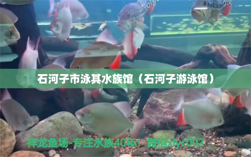 石河子市泳其水族館（石河子游泳館）