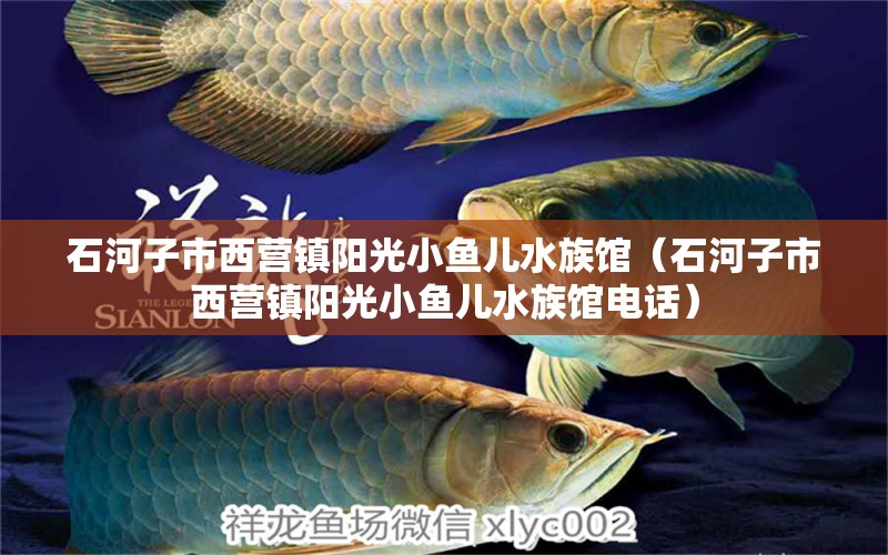 石河子市西營鎮(zhèn)陽光小魚兒水族館（石河子市西營鎮(zhèn)陽光小魚兒水族館電話） 全國水族館企業(yè)名錄