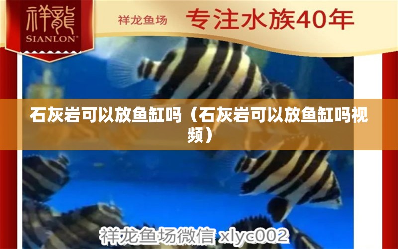 石灰?guī)r可以放魚缸嗎（石灰?guī)r可以放魚缸嗎視頻） 埃及神仙魚