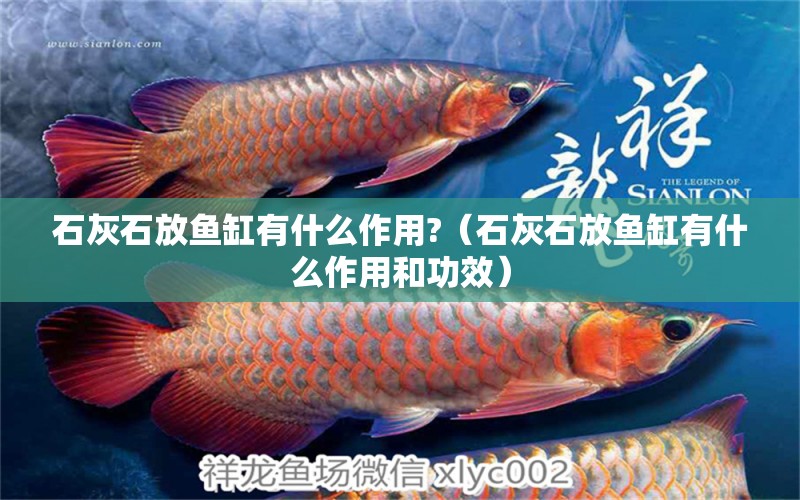 石灰石放魚缸有什么作用?（石灰石放魚缸有什么作用和功效）