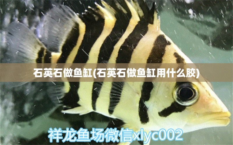 石英石做魚缸(石英石做魚缸用什么膠) 一眉道人魚苗