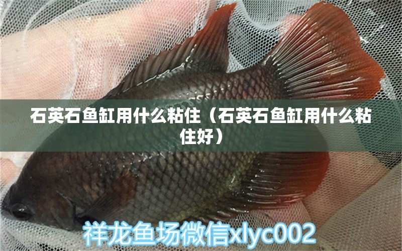 石英石魚缸用什么粘住（石英石魚缸用什么粘住好）