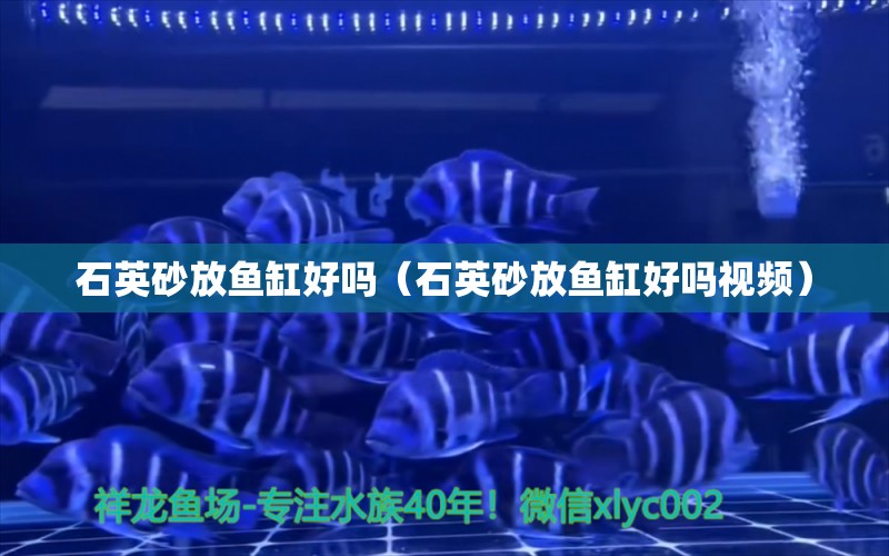 石英砂放魚缸好嗎（石英砂放魚缸好嗎視頻）