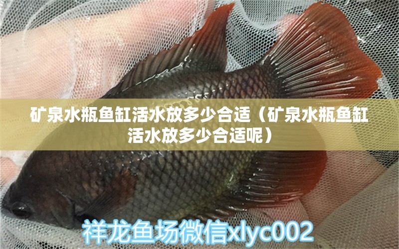 礦泉水瓶魚(yú)缸活水放多少合適（礦泉水瓶魚(yú)缸活水放多少合適呢） 祥龍魚(yú)場(chǎng)