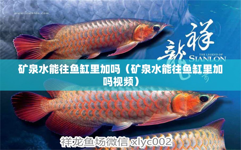 礦泉水能往魚缸里加嗎（礦泉水能往魚缸里加嗎視頻）