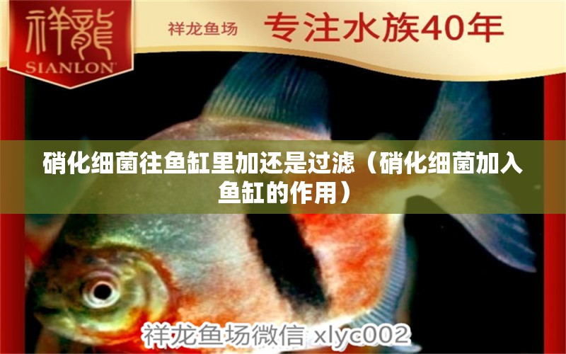 硝化細(xì)菌往魚缸里加還是過濾（硝化細(xì)菌加入魚缸的作用）