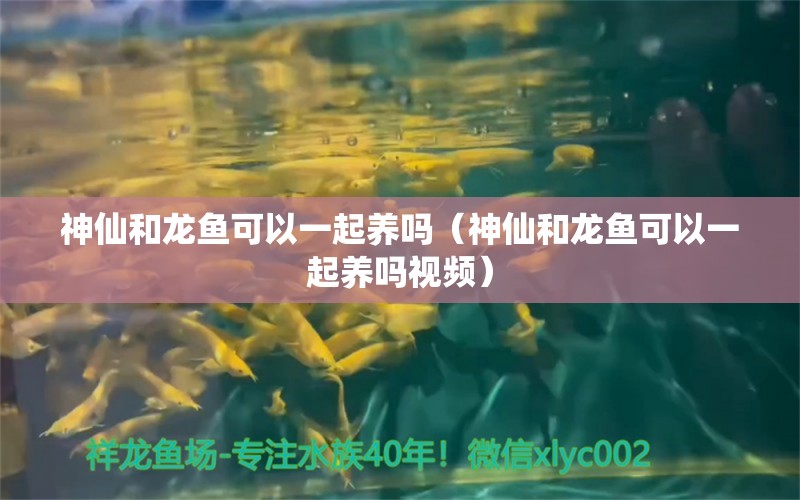 神仙和龍魚可以一起養(yǎng)嗎（神仙和龍魚可以一起養(yǎng)嗎視頻）