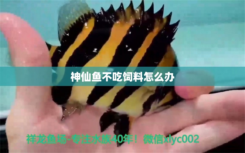 神仙魚不吃飼料怎么辦 印尼虎苗 第2張