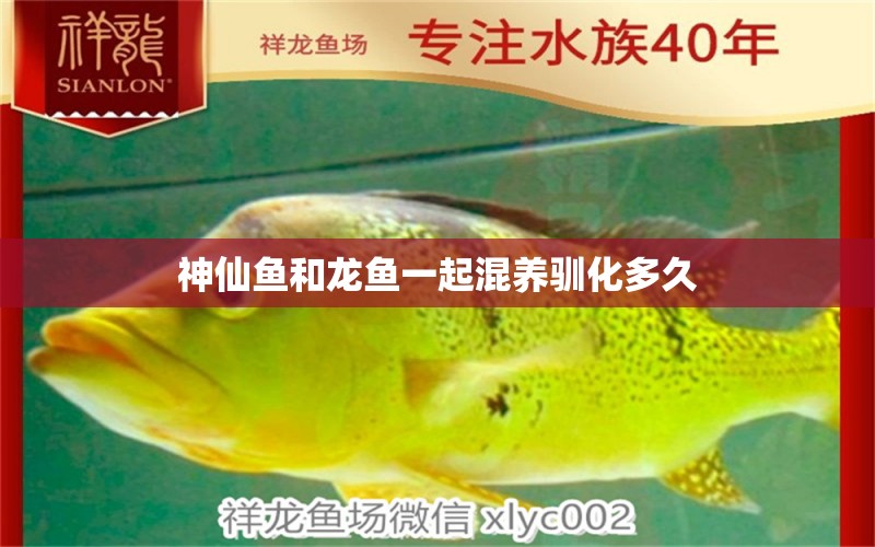 神仙魚(yú)和龍魚(yú)一起混養(yǎng)馴化多久