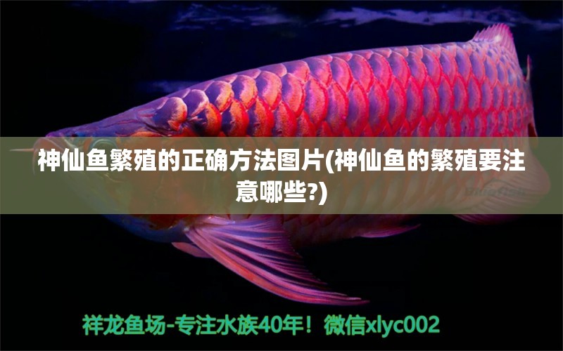 神仙魚繁殖的正確方法圖片(神仙魚的繁殖要注意哪些?)