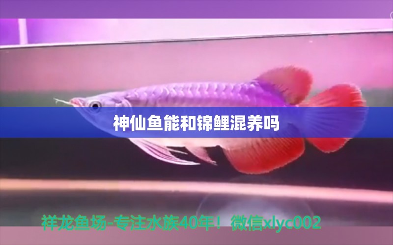 神仙魚能和錦鯉混養(yǎng)嗎 祥龍魚藥系列 第3張