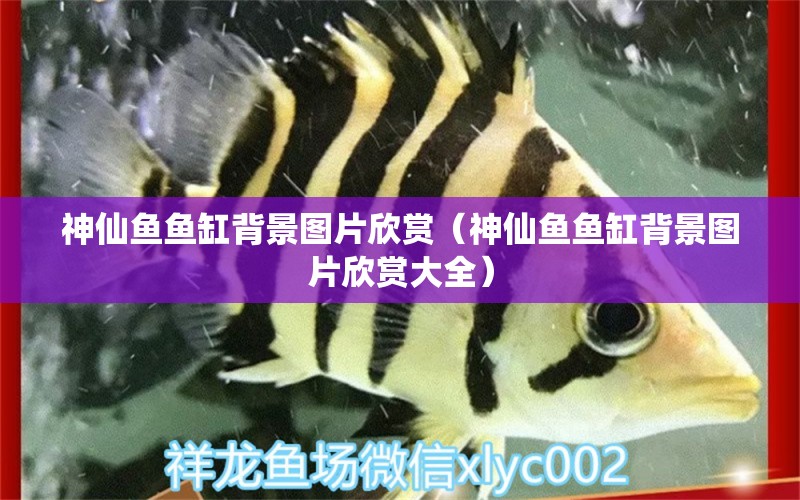 神仙魚魚缸背景圖片欣賞（神仙魚魚缸背景圖片欣賞大全）