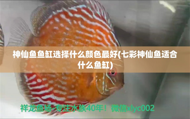 神仙魚(yú)魚(yú)缸選擇什么顏色最好(七彩神仙魚(yú)適合什么魚(yú)缸) 七彩神仙魚(yú)