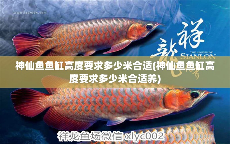 神仙魚(yú)魚(yú)缸高度要求多少米合適(神仙魚(yú)魚(yú)缸高度要求多少米合適養(yǎng)) 彩鰈魚(yú)缸（彩蝶魚(yú)缸） 第1張