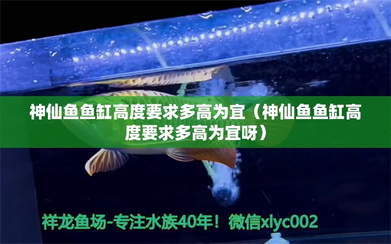 神仙魚(yú)魚(yú)缸高度要求多高為宜（神仙魚(yú)魚(yú)缸高度要求多高為宜呀）