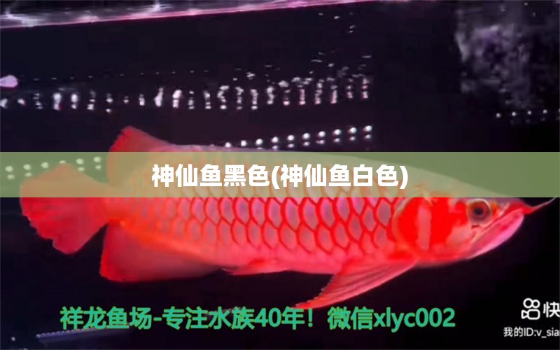 神仙魚(yú)黑色(神仙魚(yú)白色) 海水魚(yú)（海水魚(yú)批發(fā)）