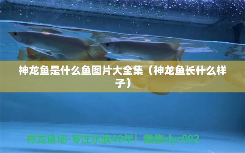 神龍魚是什么魚圖片大全集（神龍魚長什么樣子）