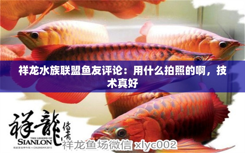 祥龍水族聯(lián)盟魚友評論：用什么拍照的啊，技術(shù)真好 七彩神仙魚 第9張