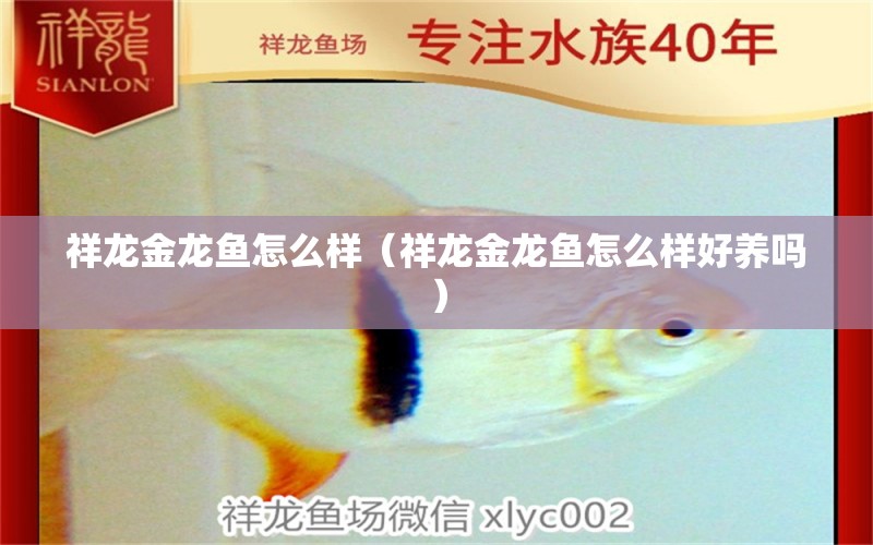 祥龍金龍魚(yú)怎么樣（祥龍金龍魚(yú)怎么樣好養(yǎng)嗎） 觀賞魚(yú)市場(chǎng)（混養(yǎng)魚(yú)）