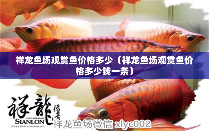 祥龍魚場觀賞魚價格多少（祥龍魚場觀賞魚價格多少錢一條） 祥龍魚場