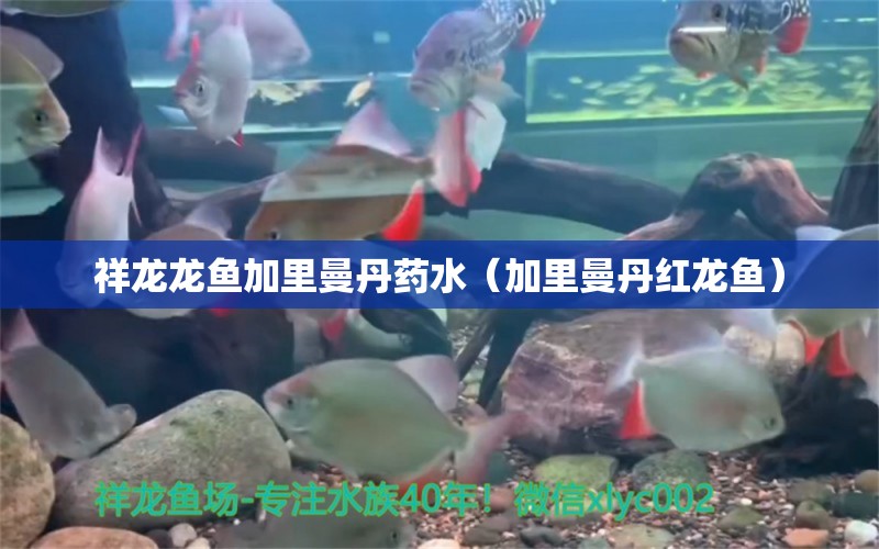 祥龍龍魚加里曼丹藥水（加里曼丹紅龍魚） 祥龍水族護理水