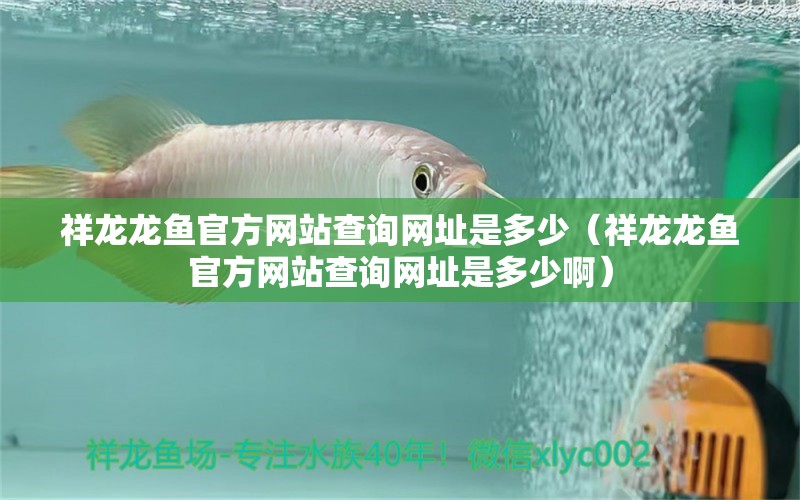 祥龍龍魚官方網(wǎng)站查詢網(wǎng)址是多少（祥龍龍魚官方網(wǎng)站查詢網(wǎng)址是多少?。? title=