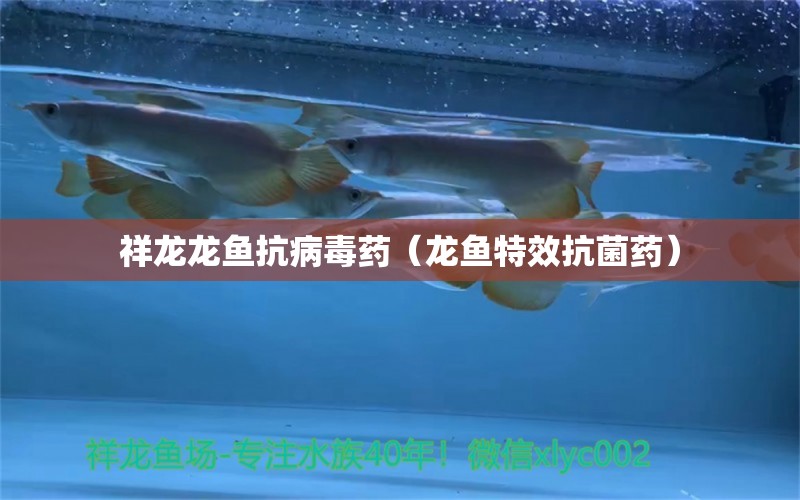 祥龍龍魚抗病毒藥（龍魚特效抗菌藥）