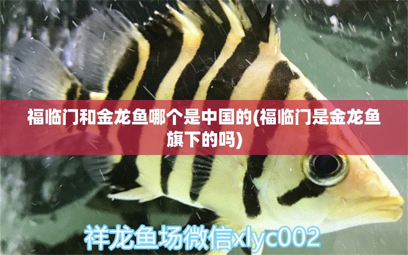 福臨門和金龍魚哪個是中國的(福臨門是金龍魚旗下的嗎) 海水魚