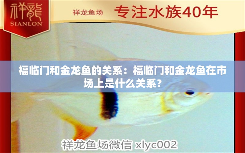 福臨門和金龍魚的關(guān)系：福臨門和金龍魚在市場(chǎng)上是什么關(guān)系？ 水族問(wèn)答 第2張