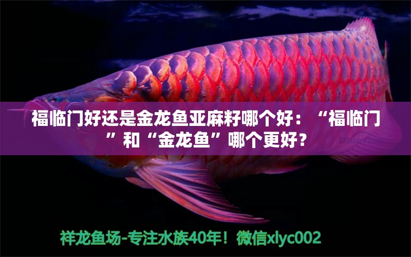 福臨門好還是金龍魚亞麻籽哪個好：“福臨門”和“金龍魚”哪個更好？ 水族問答 第2張