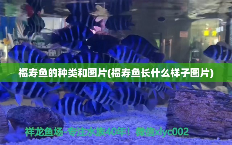 福壽魚(yú)的種類(lèi)和圖片(福壽魚(yú)長(zhǎng)什么樣子圖片)