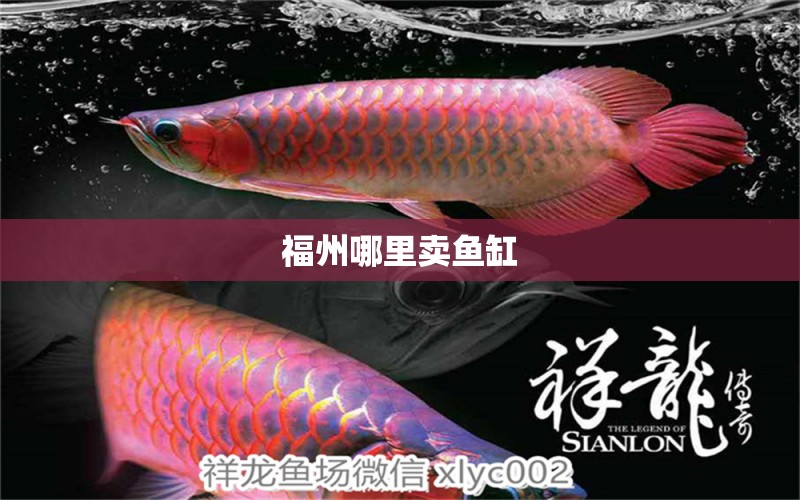 福州哪里賣魚缸